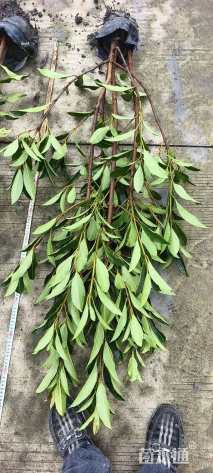 高度150厘米法国冬青