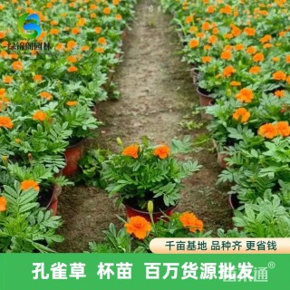 高度35厘米孔雀草