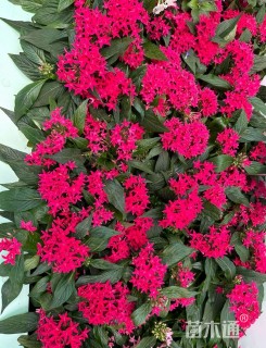 高度10厘米五星花