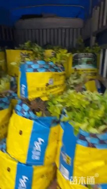 高度30厘米金森女贞