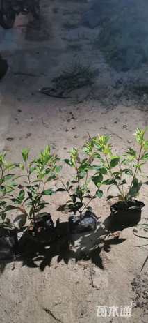 高度20厘米巴西野牡丹