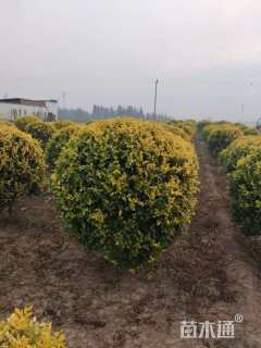 冠幅150厘米金叶榆球