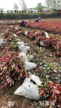 高度30厘米红叶石楠小苗
