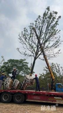 12公分染井吉野樱