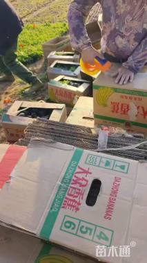 高度10厘米冰岛虞美人