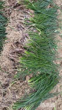 高度20厘米春兰