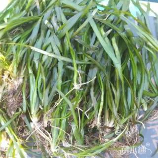 高度15厘米苦草