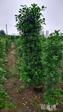 高度200厘米火山榕