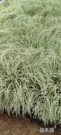 高度30厘米金叶苔草