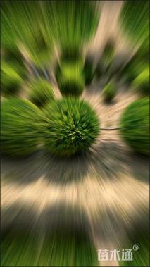 冠幅120厘米瓜子黄杨球