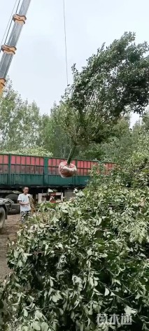 14公分绚丽海棠