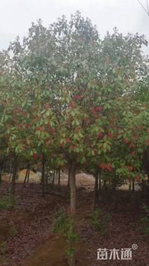 10公分红叶石楠