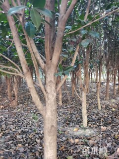 高度200厘米茶树