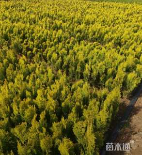 高度35厘米洒金柏