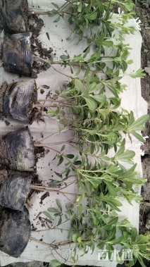 高度60厘米海桐