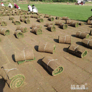 草卷状百慕大草