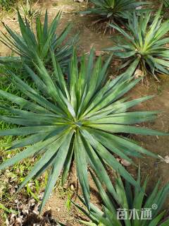 高度30厘米剑麻