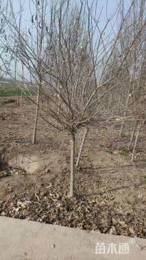 高度200厘米蜡梅