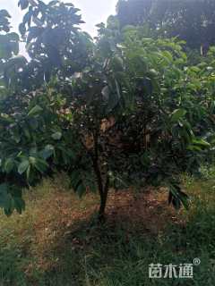 高度200厘米纽荷尔脐橙