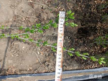 高度40厘米水蜡