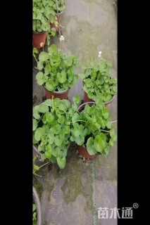 高度15厘米肾叶堇