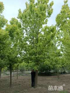 20公分金叶复叶槭