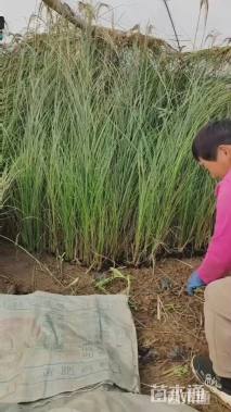 高度140厘米细叶芒