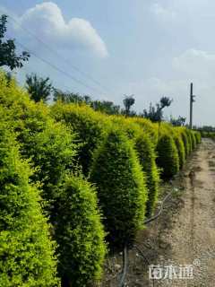 高度200厘米金姬小蜡