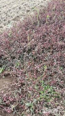 50厘米小叶扶芳藤