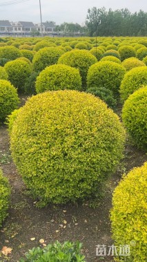 冠幅80厘米亮晶女贞球