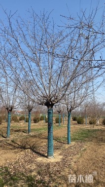 15公分高杆樱花