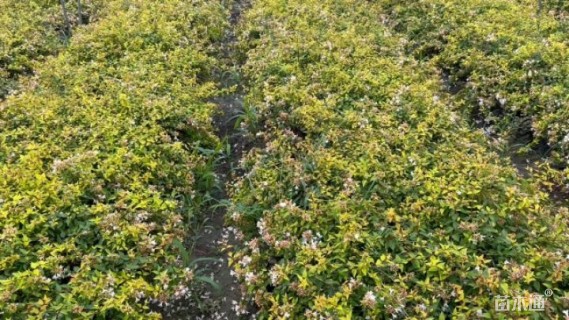 高度30厘米六道木