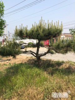 移栽苗造型松