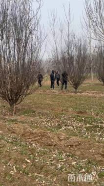 高度300厘米丛生紫叶李