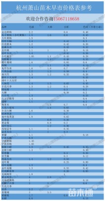 高度80厘米八角金盘