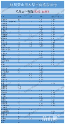 高度80厘米八角金盘