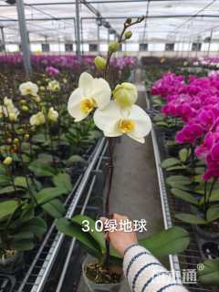 高度35厘米蝴蝶兰