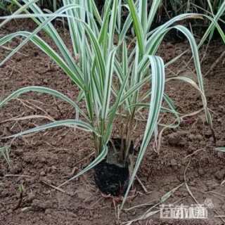 高度20厘米玉带草