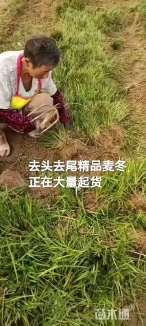 高度25厘米萱草