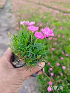 高度10厘米欧石竹