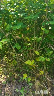 高度150厘米蜡梅