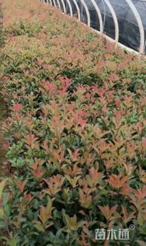 0.1公分红叶石楠