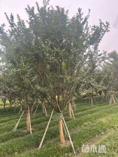 高度150厘米大叶黄杨柱