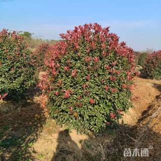 冠幅110厘米红叶石楠球
