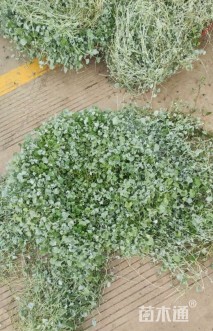 高度5厘米马蹄金