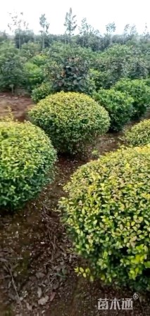 冠幅120厘米金叶女贞球