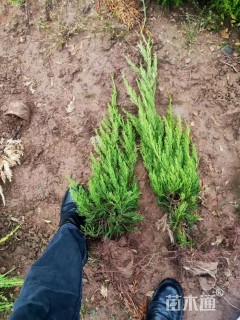 高度40厘米龙柏