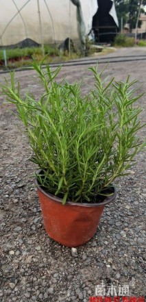 高度20厘米迷迭香