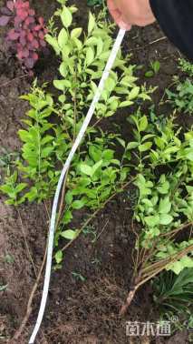 高度40厘米金叶女贞