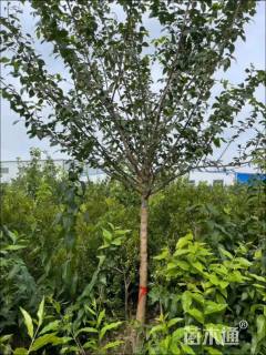 高度200厘米蜡梅